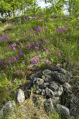 BB 08 0176 / Viscaria vulgaris / Engtjæreblom